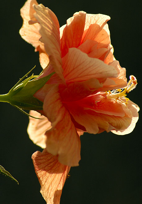 Hibiscus