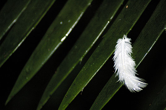 feather