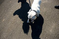 the bulldog and his shadow