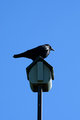 sentry