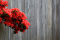 the red