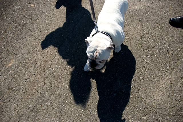 the bulldog and his shadow