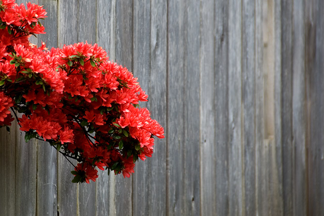 the red