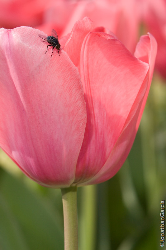 Fly on Tulip