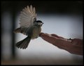Chickadee.jpg