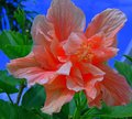 Hyacinth