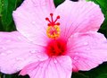 Pink Hibiscus