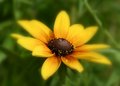 Day 2-Rudbeckia