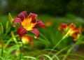 Day 11~Daylilies ~