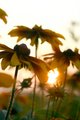 Day 27 Black Eyed Susans