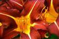 Day 28 ~Lilies, Glorious Lilies!~