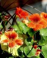 Day 31 ~Nasturtiums in Morning Light~