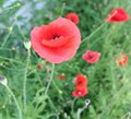 Day 33 ~Poppies~