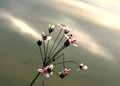 Another  Pretty Pond Flower