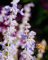 lavender, lovely lavender