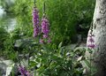 Lakeside Floral