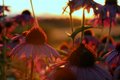 garden sunset