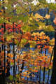 Otter Creek & Foliage in Autumn Light