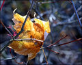 The Last Leaf