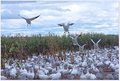 Snowgeese Migration 2