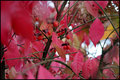 Leaves & Branches