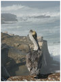 Pelican