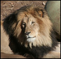 Mellow Lion