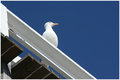 SeaGull