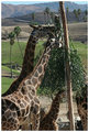 Giraffe Family