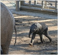 Following Mama