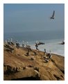Pelicans