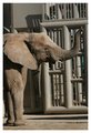 EllaPhant