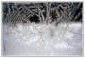 frost