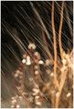 winter storm