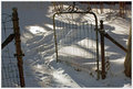 Winter Sunlight & Fence