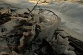 iced