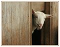 goat says WAAAA!!