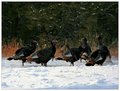 Wild turkeys 2