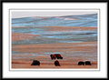 Buffalo Herd