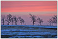Sunrise over the Trees