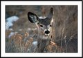 curious 2