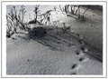 Critter Tracks & Moonlight