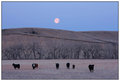 Badlands Moonset, Easter Morn