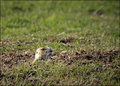 Little Prairie Guy