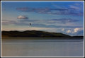 Soar