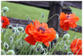 Rainy Day Poppies
