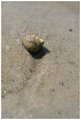 Snail's Trail