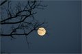November Moon