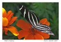 Zebra LongWing