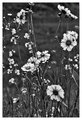 Field Flowers